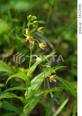 カキラン 5632096