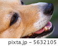 コーギーぃーん！ 5632105