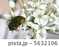 ハナムグリぃーん！ 5632106