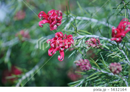 ピグミーダイサーと申します。　日本での愛称です。 5632164