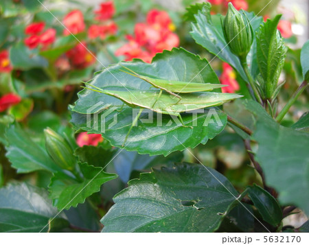 仲良し 仲良し 5632170