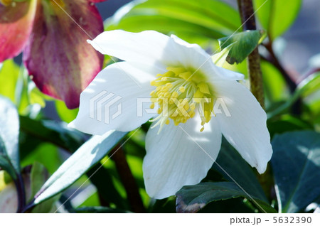 クリスマスローズ 別名 姫冬牡丹 クリスマスローズ 別名 姫冬牡丹 5632390