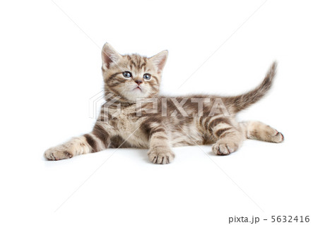 pretty marmoreal british kitten lying isolated on white pretty marmoreal british kitten lying isolated on white 5632416