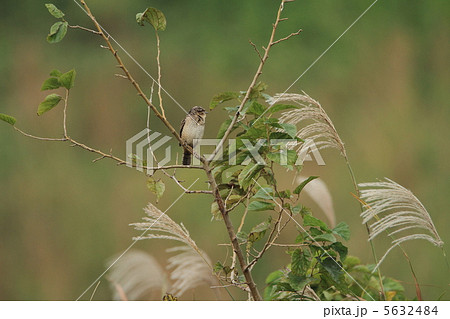 アリスイ アリスイ 5632484