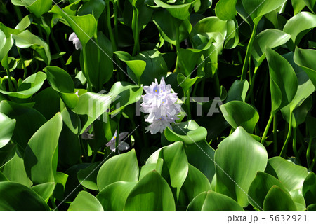 ホテイアオイ 5632921