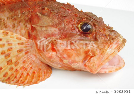 オニカサゴ（頭部俯瞰） 5632951