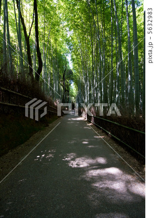 竹林の道 竹林の道 5632983