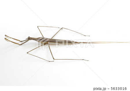 ミズカマキリ 5633016