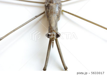 ミズカマキリ 5633017