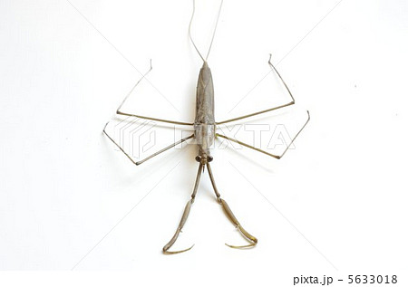 ミズカマキリ 5633018