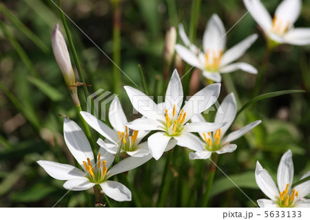 【玉簾（たますだれ）】 5633133