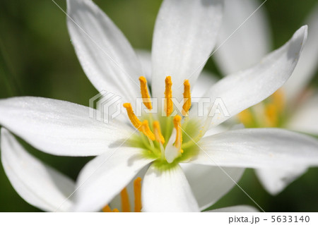 【玉簾（たますだれ）】 5633140