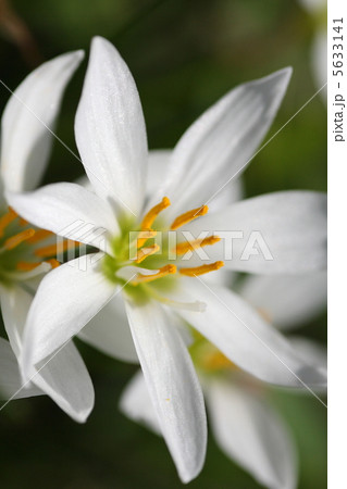 【玉簾（たますだれ）】 5633141