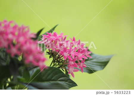 ペンタス ペンタス 5633223