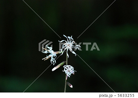 テイショウソウ 5633255