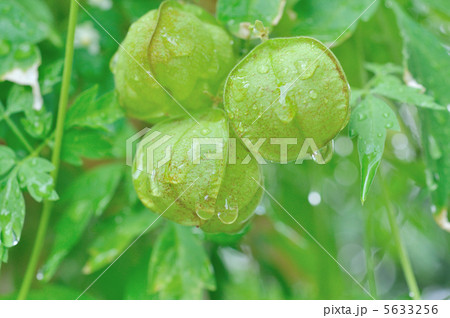 フウセンカズラ 5633256