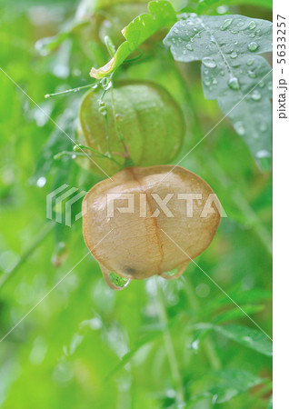 フウセンカズラ 5633257