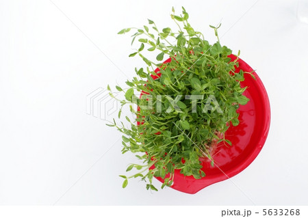 豆苗 豆苗 5633268