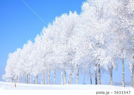霧氷をまとった木々 5633347