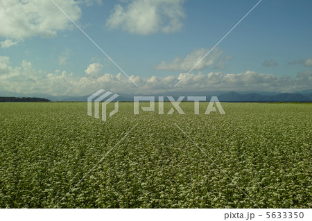 猪苗代の蕎麦畑 猪苗代の蕎麦畑 5633350