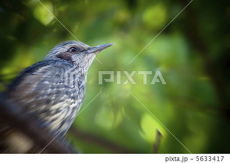 ヒヨドリ 5633417