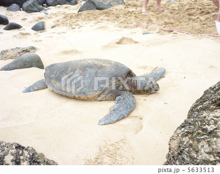 ハワイのウミガメ ハワイのウミガメ 5633513