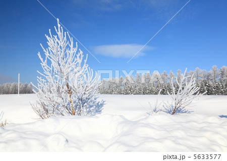霧氷をまとった木々 5633577