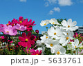 コスモス 5633761