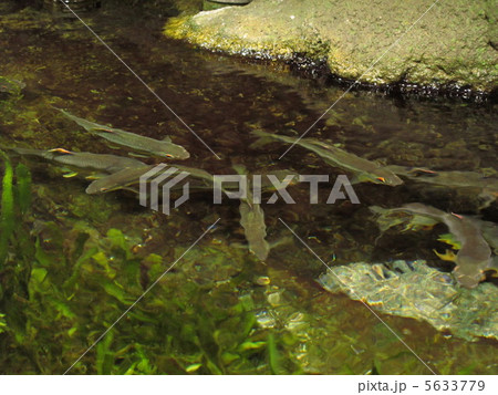 魚 5633779