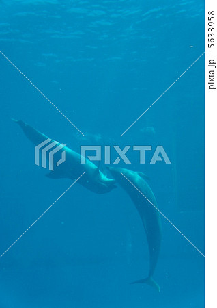 イルカ 5633958