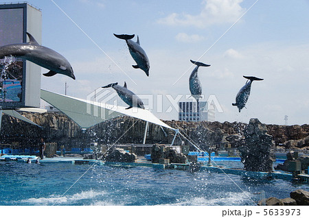 イルカ 5633973