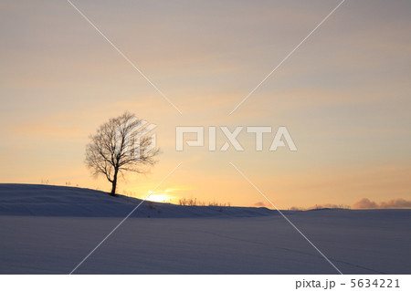 夕暮れの姑の木 5634221