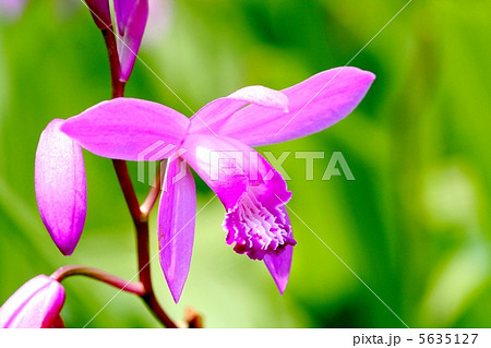 シランの花 5635127