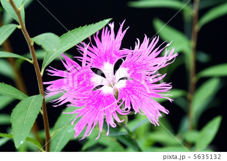 花弁がひげ状に裂けているヤマトナデシコの花の写真素材