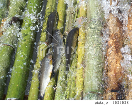 鮎やなの鮎 5635638