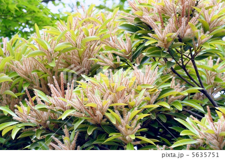 枝一面のマテバシイの花 5635751