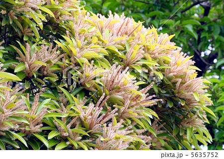 枝一面に咲くマテバシイの花 5635752