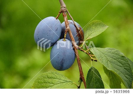 プルーン 5635966