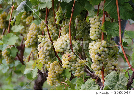 ブドウ 5636047