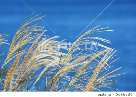 秋イメージ・ススキの花穂・湖の青バック横位置アップ 秋イメージ・ススキの花穂・湖の青バック横位置アップ 5636230