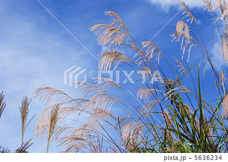 秋イメージ・ススキの花穂・青空バック横位置 5636234