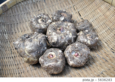 こんにゃく芋 こんにゃく芋 5636283