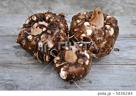 こんにゃく芋 5636284