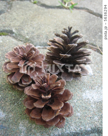 まつぼっくり まつぼっくり 5636294