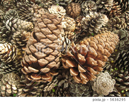 まつぼっくり まつぼっくり 5636295