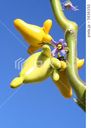 フォックスフェイス 5636350