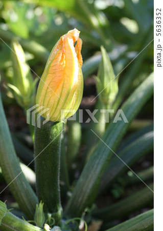 ズッキーニのつぼみ 5636352