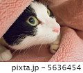 毛布から猫 5636454