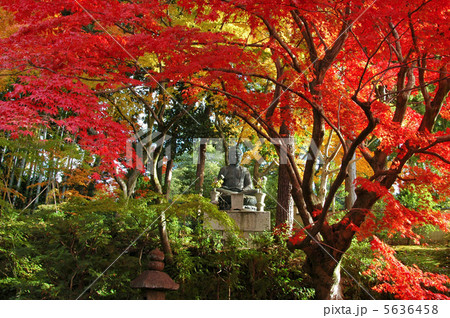 京都　黒谷　栄摂院の紅葉 5636458
