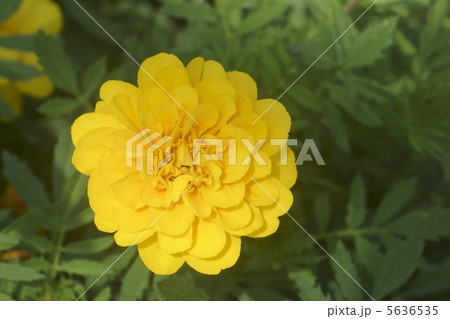 マリーゴールド 5636535